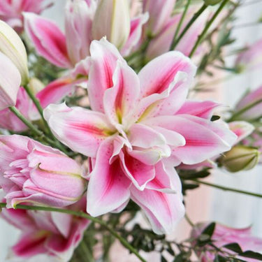 Roselily 'Mikaela' (Double Oriental Lily, Lilium)